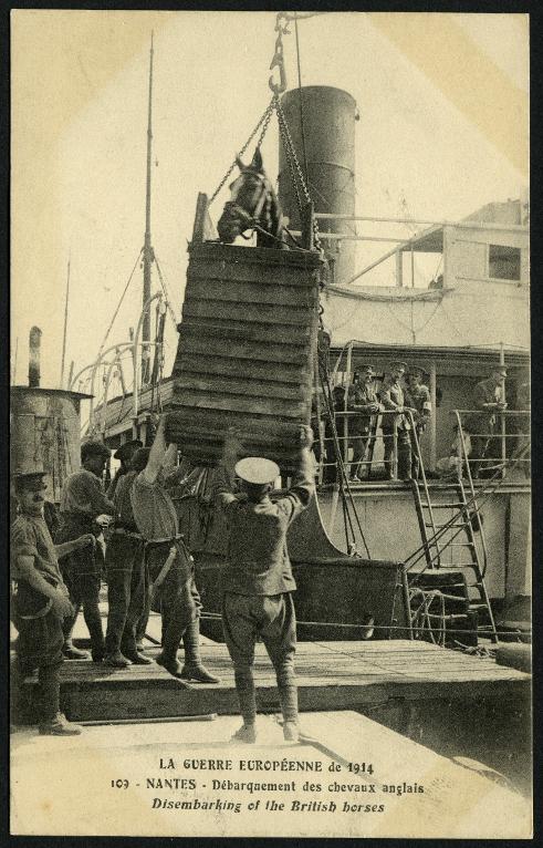 La guerre européenne de 1914. Nantes. Débarquement des chevaux anglais. Disembarking of the British horses.