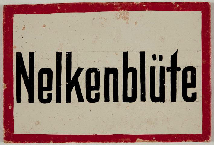 Nelkenblüte