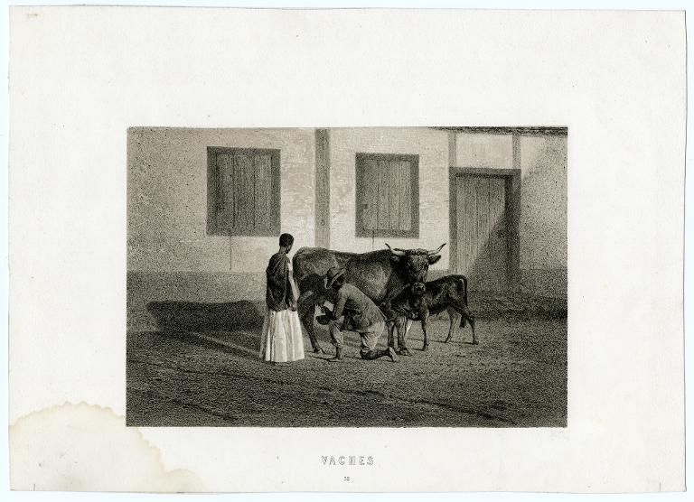 Vaches