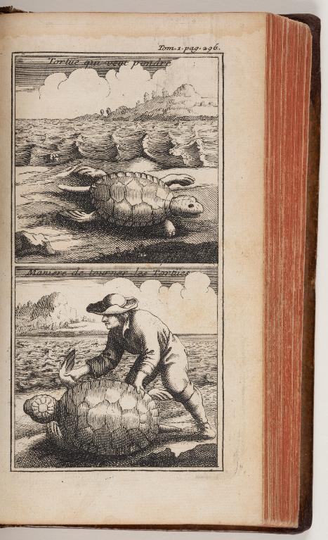 Tortüe qui veut pondre, maniere de tourner les tortuës