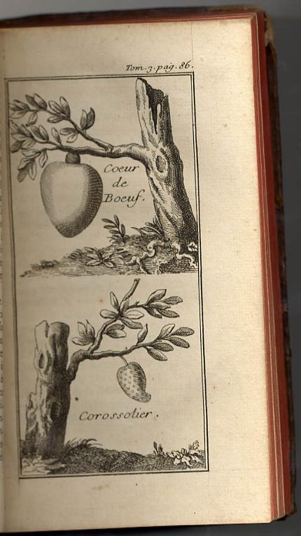 Coeur de boeuf, corossolier