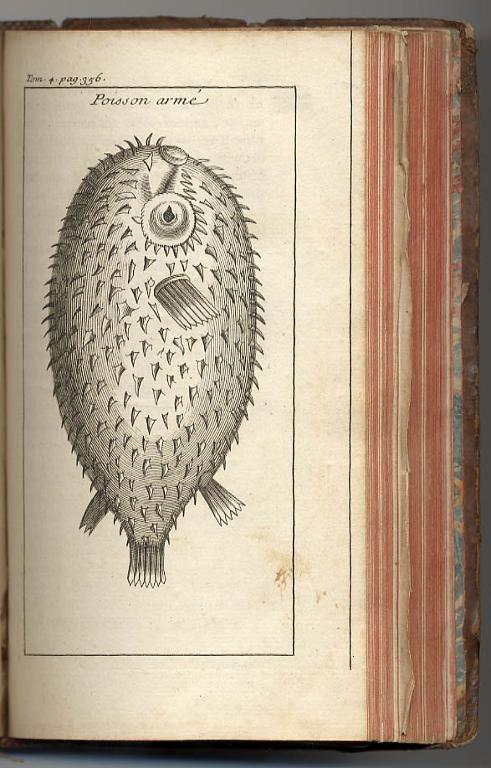 Poisson armé