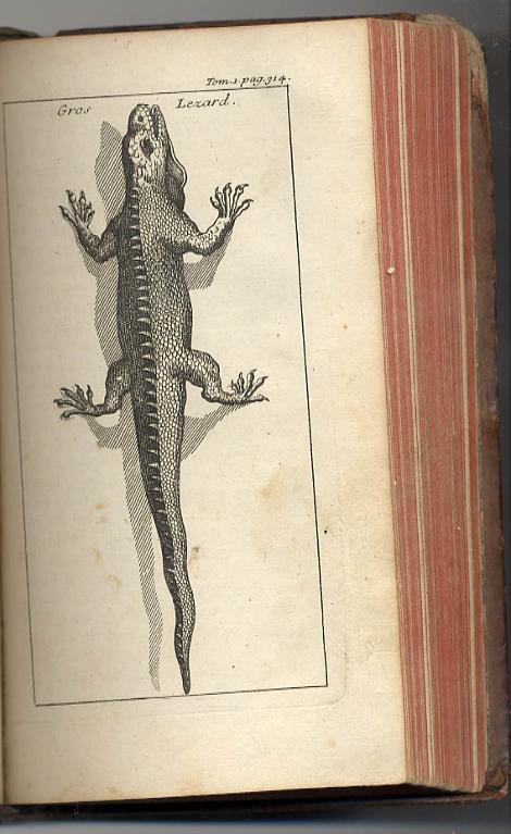 Gros lezard