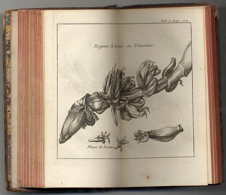 Regime de bananes ou plantains, fleurs de bananes