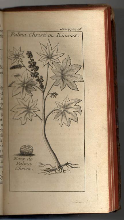 Palma Christi ou Ricinus. Noix de Palma Christi