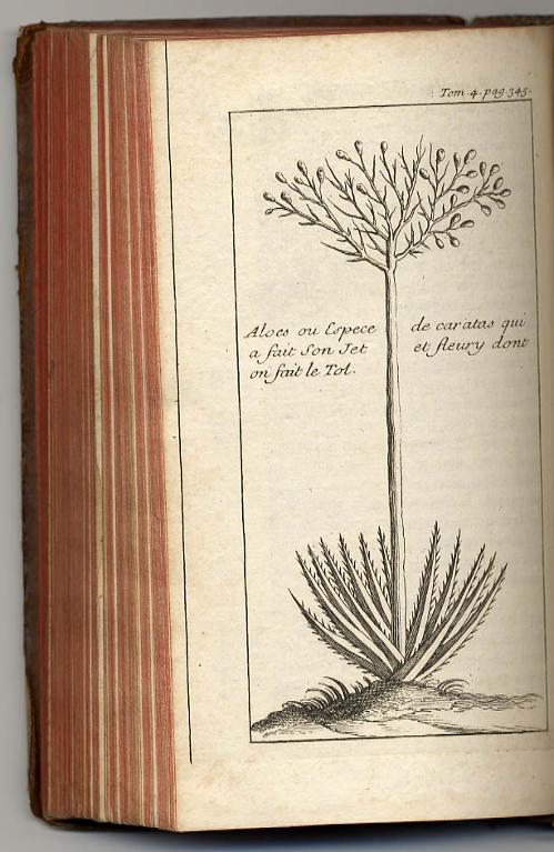 Aloes ou espece de caratas qui a fait son jet et fleury dont on fait le tol