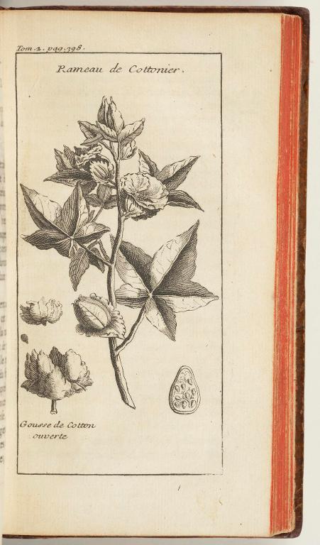 Rameau de cottonier
