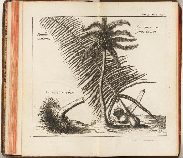 Cocotier ou gros cocos, feuille entiere, tronc et racines